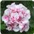 Fantasia White Sizzle Zonal Geranium