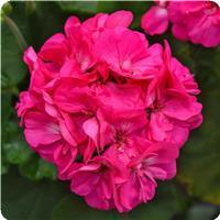 Fantasia Shocking Pink 27 Zonal Geranium