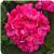Fantasia Shocking Pink 27 Zonal Geranium