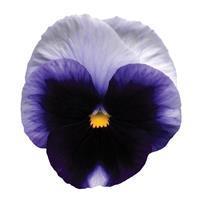 Matrix&trade; Beaconsfield Pansy