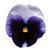 Matrix&trade; Beaconsfield Pansy