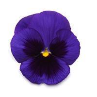 Matrix&trade; Blue Blotch Pansy