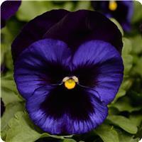 Matrix&trade; Denim Pansy