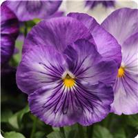 Matrix&trade; Lavender Shades Pansy