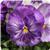 Matrix&trade; Lavender Shades Pansy