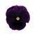 Matrix&trade; Purple Pansy