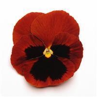 Matrix&trade; Red Blotch Pansy