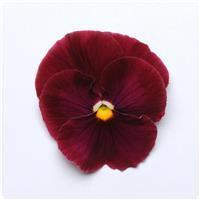 Matrix&trade; Rose Pansy