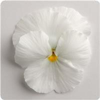Matrix&trade; White Pansy