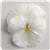 Matrix&trade; White Pansy