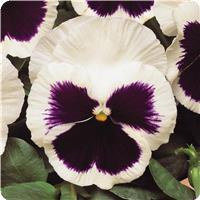 Matrix&trade; White Blotch Pansy