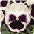 Matrix&trade; White Blotch Pansy