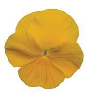 Matrix&trade; Yellow Pansy