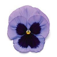 Matrix&trade; Ocean Pansy