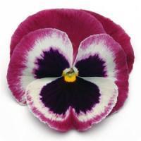 Matrix&trade; Rose Wing Pansy