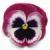 Matrix&trade; Rose Wing Pansy
