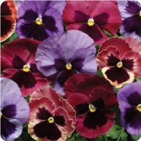 Matrix&trade; Coastal Sunrise Mixture Pansy