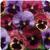 Matrix&trade; Coastal Sunrise Mixture Pansy