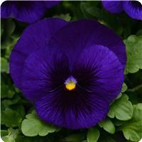 Matrix&trade; Deep Blue Blotch Pansy