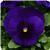 Matrix&trade; Deep Blue Blotch Pansy