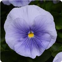 Matrix&trade; Light Blue Pansy