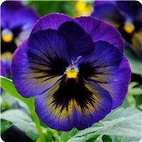 Matrix Midnight Glow Pansy