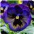Matrix Midnight Glow Pansy
