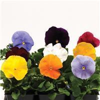 Matrix&trade; Clear Mixture Pansy