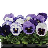 Matrix&trade; Ocean Breeze Mixture Pansy