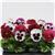 Matrix&trade; Raspberry Sundae Mixture Pansy