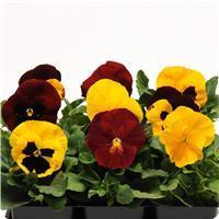 Matrix&trade; Autumn Blaze Mixture Pansy