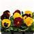 Matrix&trade; Autumn Blaze Mixture Pansy