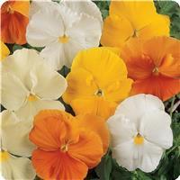 Matrix&trade; Citrus Mixture Pansy
