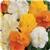 Matrix&trade; Citrus Mixture Pansy