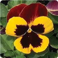 Matrix&trade; Red Wing Pansy