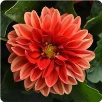 Dahlietta Anna Dahlia