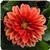 Dahlietta Anna Dahlia