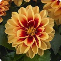 Dahlietta Candy Dahlia