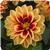Dahlietta Candy Dahlia