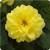 Dahlietta&trade; Julia Dahlia