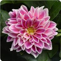 Dahlietta Louise Dahlia