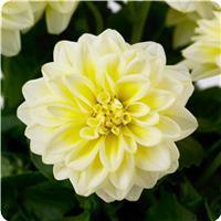 Dahlietta Shirley Dahlia