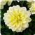 Dahlietta Shirley Dahlia