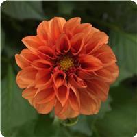 Dahlietta&trade; Rachel Dahlia