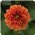 Dahlietta&trade; Rachel Dahlia