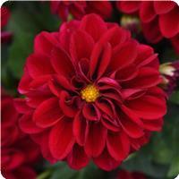 Dahlietta&trade; Patty Dahlia