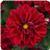 Dahlietta&trade; Patty Dahlia