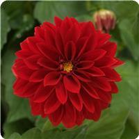 Dahlietta&trade; Tessy Dahlia