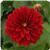 Dahlietta&trade; Tessy Dahlia