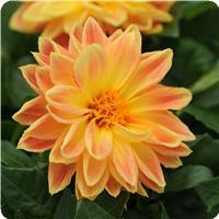 Dahlietta&trade; Coby Dahlia